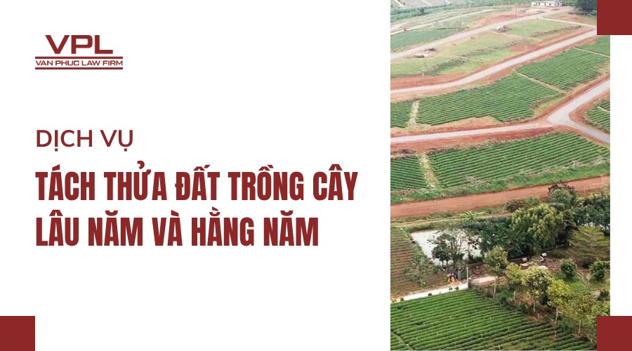 Dịch vụ tách thửa đất trồng cây lâu năm và hằng năm